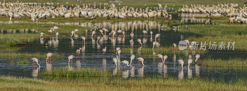 小火烈鸟(Phoenicopterus minor)是火烈鸟科鸟类中的一种，栖息在非洲(主要在东非大裂谷)和亚洲南部。纳库鲁湖国家公园，肯尼亚。